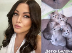 За шоколадку можно обзавестись породистым котенком от Ирины Дубцовой