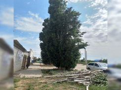 Полгода посылали обещаниями, а после публикации в «Блокнот Волгоград» спилили за две недели, – волжанка