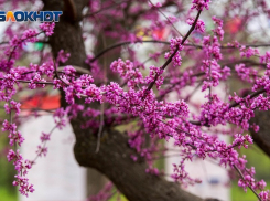 День Победы в Волгограде пройдет с дождем и грозой