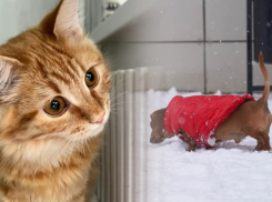 Личное пространство и взгляды на жизнь: стало известно, чем отличаются волгоградские любители кошек и собак