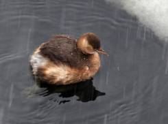 В Волгоградской области исчезает малая поганка