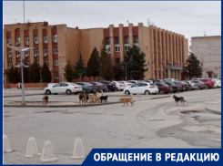 Особи размером с телят: волгоградцы вооружаются газовыми баллончиками для прогулок среди стай бездомных собак