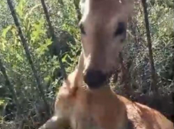 В Волгограде дикая косуля с поврежденным позвоночником умерла по пути на рентген