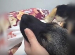 Укоротят лапу щенку, который  пытался выжить на улице под проливным дождем в Волгограде