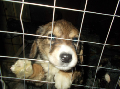 В Волгограде волонтеры приюта для кошек спасли семью собак от отстрела 