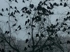 Мэрия Волгограда засекретила информацию о воронах напротив администрации