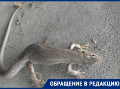 Массовое нашествие ящериц и змей пугает жильцов станицы Скуришенской в Волгоградской области