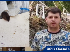 «Кидаются на людей»: мусорные баки в Волгограде атаковали крысы