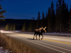 Выскочивший на дорогу лось напугал автомобилистов под Волгоградом 
