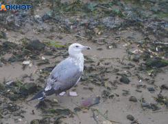 Малооблачно и без дождя: погода в Волгограде и области на 27 сентября