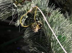 «Все оборвали»: елочные вандалы завелись в Волгограде 