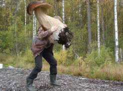 Жители Волгограда сразятся в битве грибников