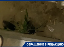 Крысы вырыли норы под новостройками в Родниковой в Волгограде