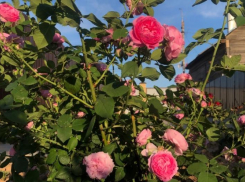 Неприхотливые растения для сада, которые можно посадить в Волгоградской области