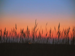 Обглоданные части женского трупа нашли в Краснооктябрьском районе Волгограда