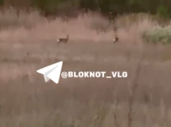 Европейских косуль сняли на видео под Волгоградом 