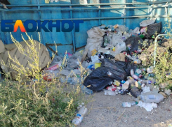 Крысы завелись в заваленной помоями самой жуткой остановке Волгограда