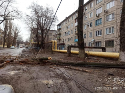 Дерево рухнуло и оборвало провода в Дзержинском районе Волгограда
