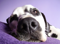 Волгоградские СМИ выдумали историю об изуродованной собакой девочке