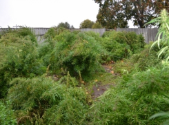 Жителя Волжского осудят за огород с 135 кустами конопли