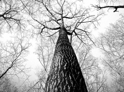 В Волжском водитель без прав врезался в дерево: пострадали четверо молодых людей