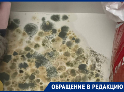 Квартира волгоградки заросла плесенью после капремонта
