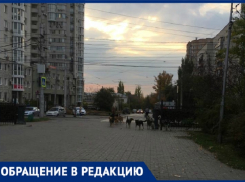 Очередную стаю бродячих собак сняли на видео в центре Волгограда