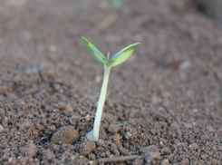 Волжанка требует более двух миллионов за испорченный грунт