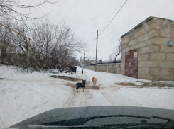 Сбившимися в стаю собаками обеспокоились жители Суровикино