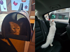 Котов повадились выбрасывать неизвестные в волгоградском элитном ЖК 