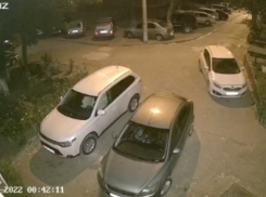 Волгоградец снял еще одно жуткое видео с собаками, пожирающими кошек