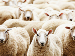 Под Волгоградом воровка-рецидивистка украла у соседа стадо овец