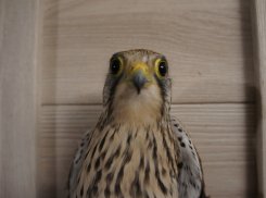 В Волгограде спасают пустельгу, которую читатели «Блокнота» перепутали с совой 