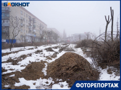 Пеньки на протяжении километра: в Волгограде вырубили сотни многолетних деревьев