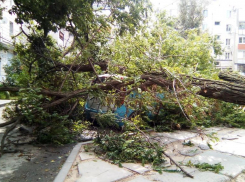 Волгоградцами рассказали, что делать, если на машину упало дерево