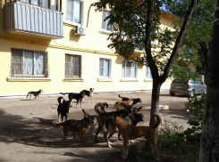 60 бездомных собак кошмарят жителей поселка Максима Горького