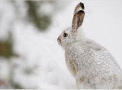 Браконьер заплатит 4 тысячи за убитых зайцев под Волгоградом 