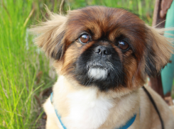 Подведены итоги конкурса «Самый добрый пес»