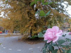 В Волгограде началась последняя теплая неделя осени