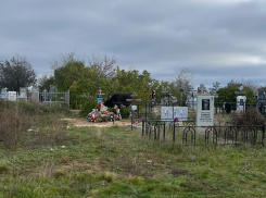 Коровы атаковали надгробия на кладбище в Волгограде