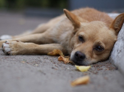 Волонтеры: В Волгограде молодая пара жестоко травит собак на глазах у детей
