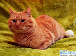 Самым красивым котом Волгограда может стать Рыжик Морозов