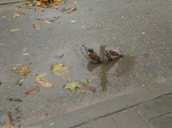 Снег с дождем и плюсовая температура порадуют волгоградцев