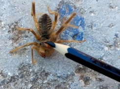 Пауки с трупным ядом атаковали дом волгоградцев: видео