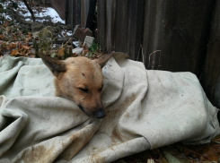 Живодеры расстреляли беззащитную собаку из пневматики на западе Волгограда