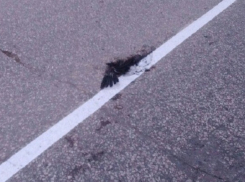 Под Волгоградом дорожники нарисовали разметку по дохлой вороне