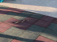 Экс-мэр Волгограда Роман Гребенников едва не стал жертвой огромной змеи