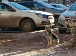 Злобная бездомная собака нападает на детей и взрослых в Волгограде