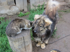Приятели пес Бача и кошка Ася в конкурсе "Самый добрый пес"