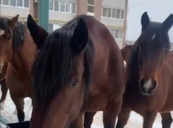 Беспризорное стадо коней зачастило во двор модных ЖК под Волгоградом: видео